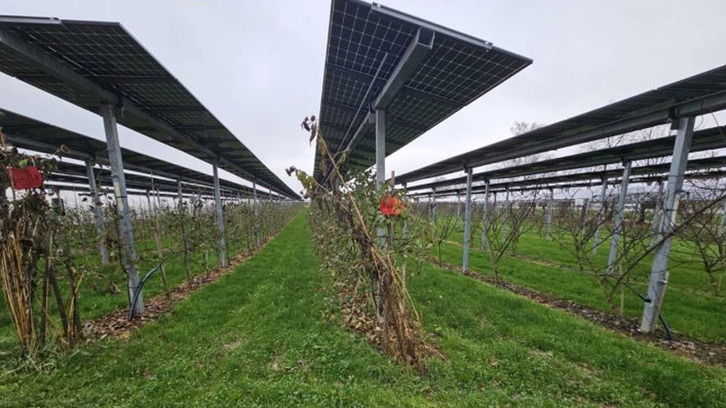 Vaticanul vrea să-și facă propriul parc agrivoltaic