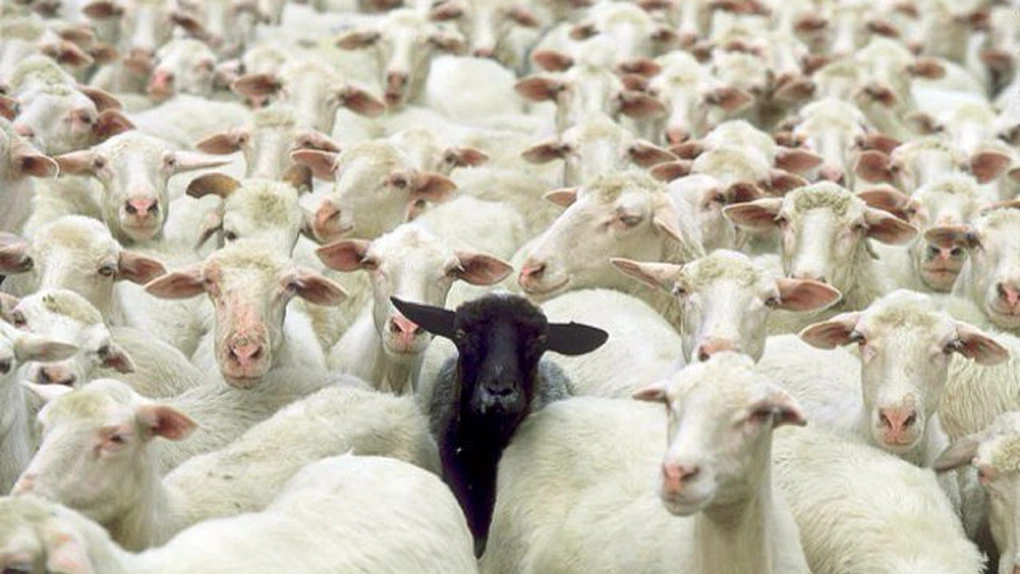 Interdicţia la exportul de ovine şi caprine din România către ţările terţe a fost extinsă de Comisia Europeană până la 31 decembrie 2026