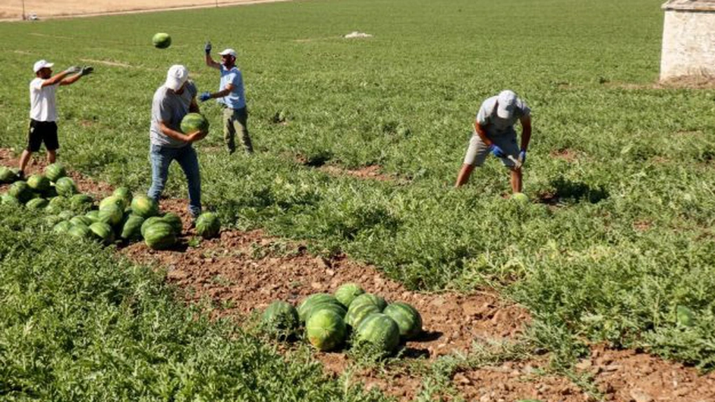 Criză pe piața forței de muncă din Grecia. Angajații străini părăsesc țara în număr mare