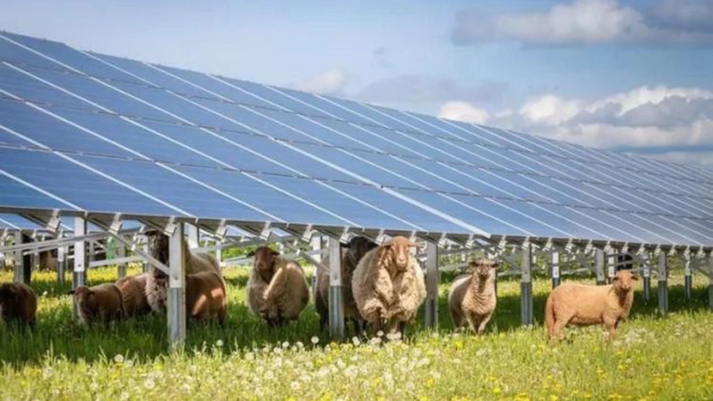Nou parc agrivoltaic în România: Un proiect al nemților de la PNE de aproape 100 MW a ajuns la stadiul “ready-to-build”