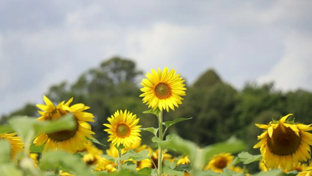 Sprijin de maximum 63 euro/ha pentru fermierii din sectorul vegetal, afectaţi de seceta pedologică, în 2025 - proiect