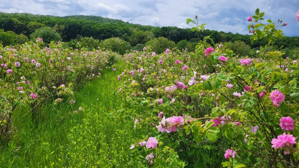 AFIR pregătește acordarea de fonduri nerambursabile de până la 100.000 de euro pentru investiții în floricultură, plante medicinale şi aromatice
