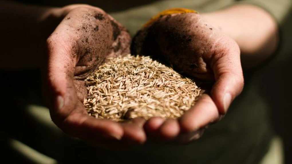 Amenzi uriașe de la Consiliul Concurenței: 21 de companii din agricultură, sancționate cu peste 83 de milioane de lei pentru înțelegeri la prețul semințelor