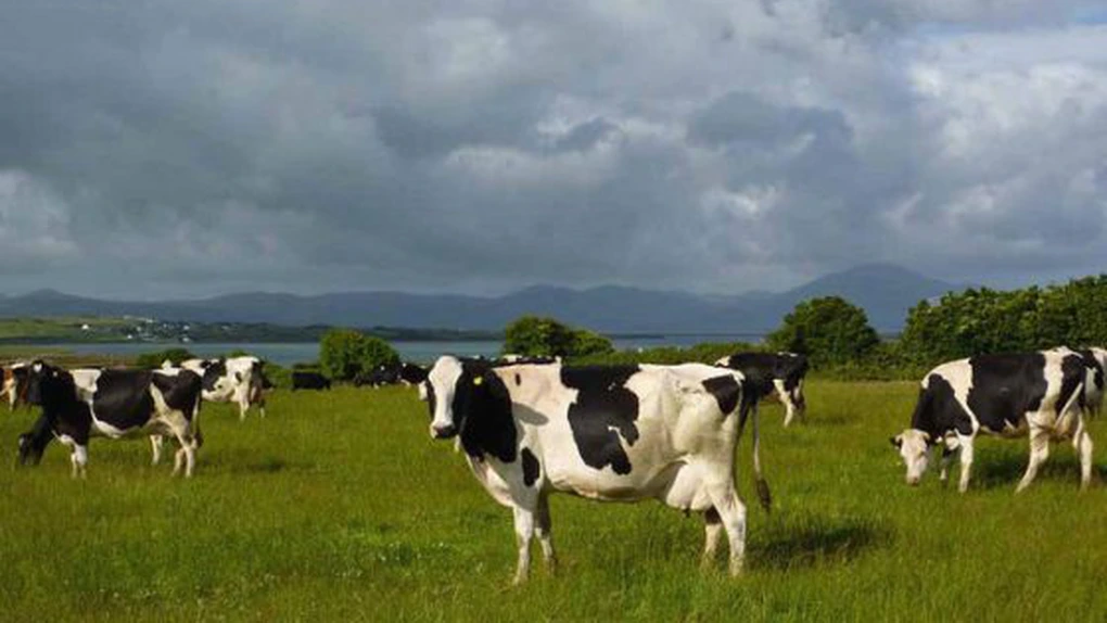 Irlanda, țara cu mai multe bovine decât locuitori, a exportat acum doi ani carne de vită în valoare de 3,1 miliarde de euro