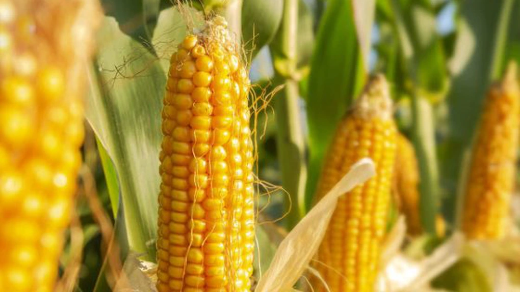 Argentina exportă cantităţi record de porumb pe fondul războiului din Ucraina şi secetei din Europa