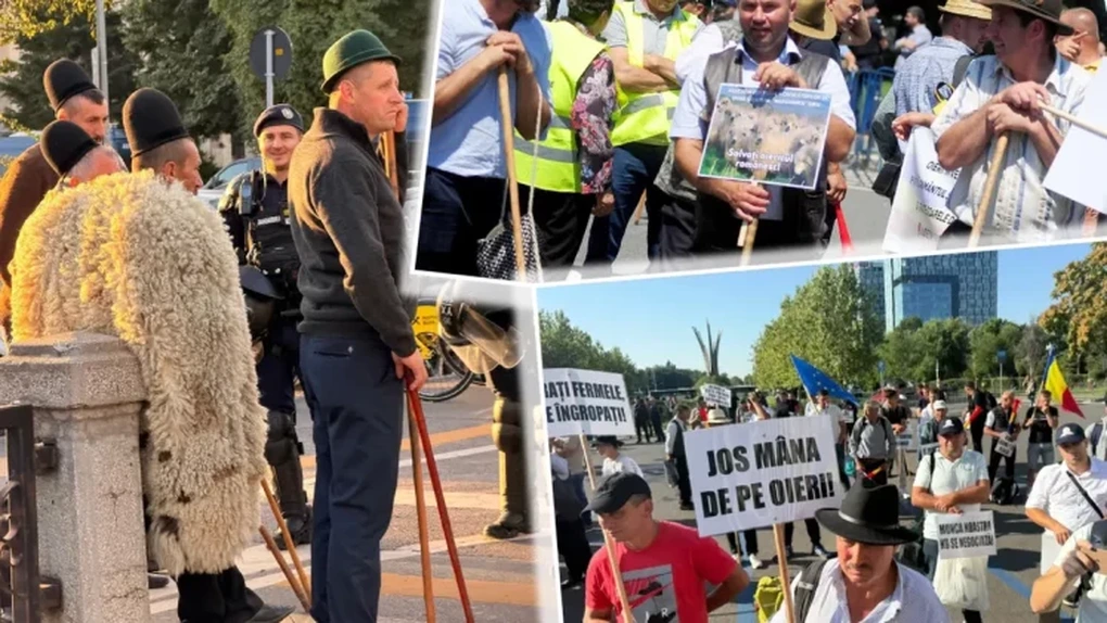 De ce protestează oierii români acum. Exporturile sunt oprite din cauza bolilor și sunt omorâte și din animalele sănătoase