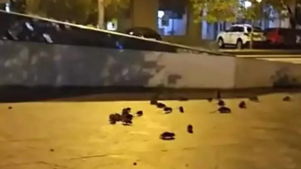 Şobolani în centrul Bucureștiului - Ce măsuri a luat primarul Ciucu
