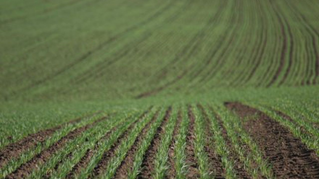 teren_agricol_94116900