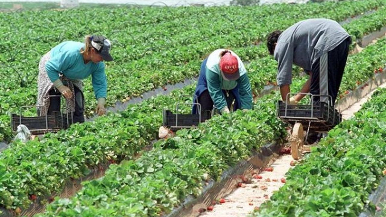 muncitoriagricultura_b_30846300