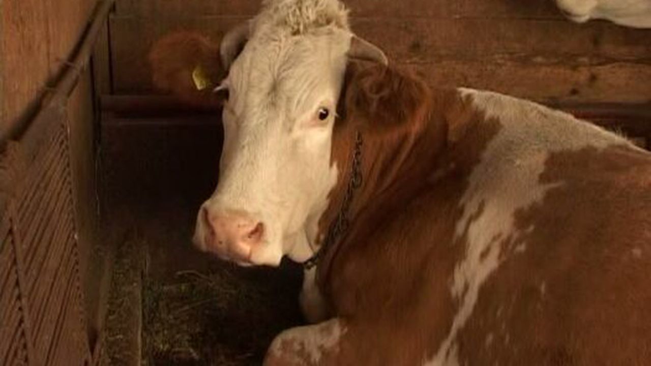 ferme_de_vacute_36166800