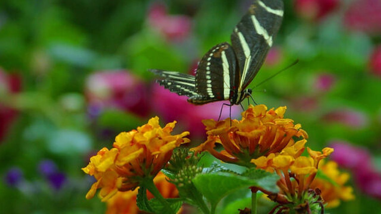 butterfly2_62157200