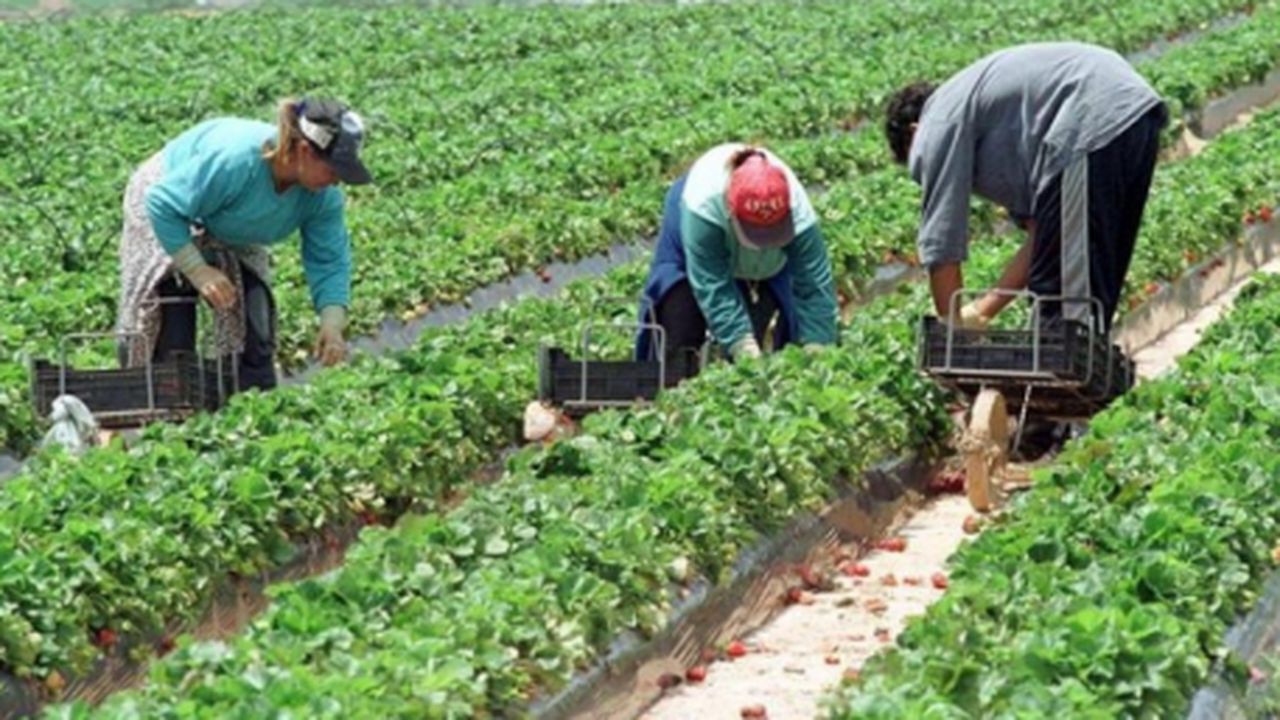 muncitoriagricultura_b_30846300_20603700_08404500