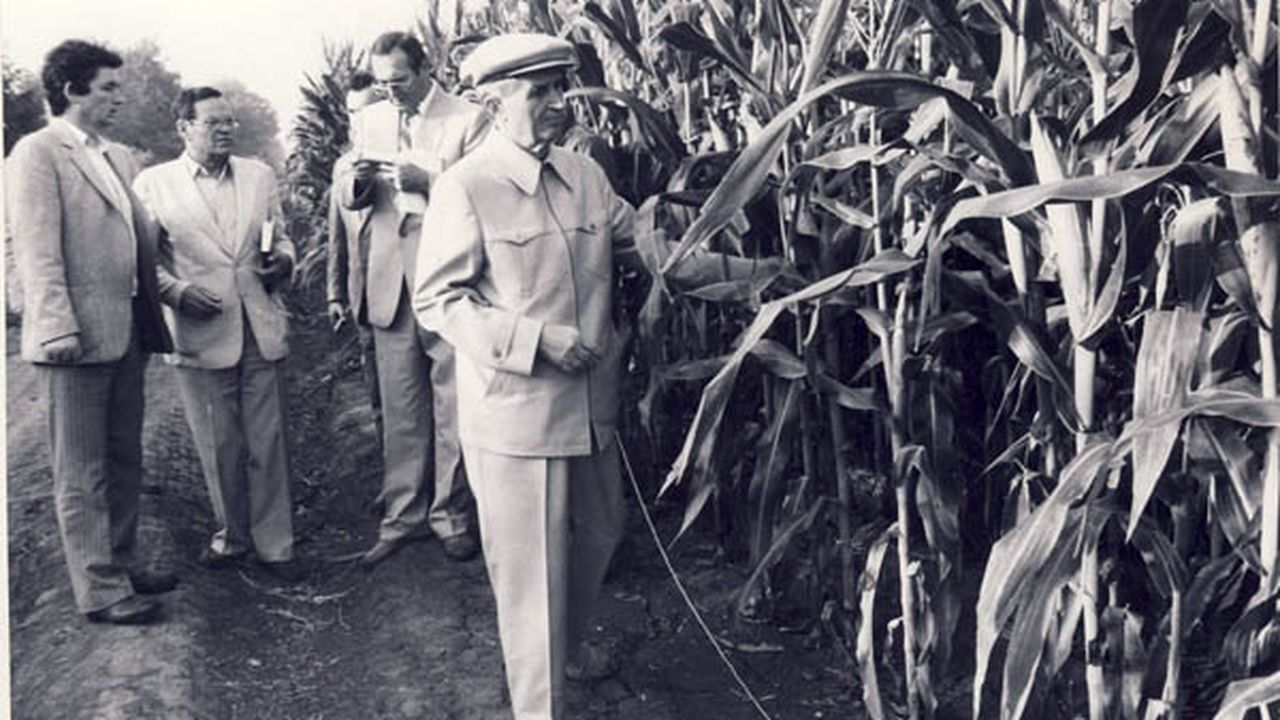 n__ceausescu_inspectand_un_lan_de_porumb_51163400