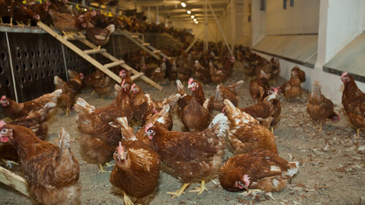 gaini_toneli_16024400