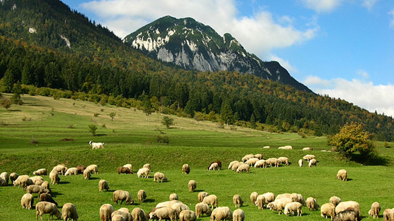 piatra_craiului_95528300