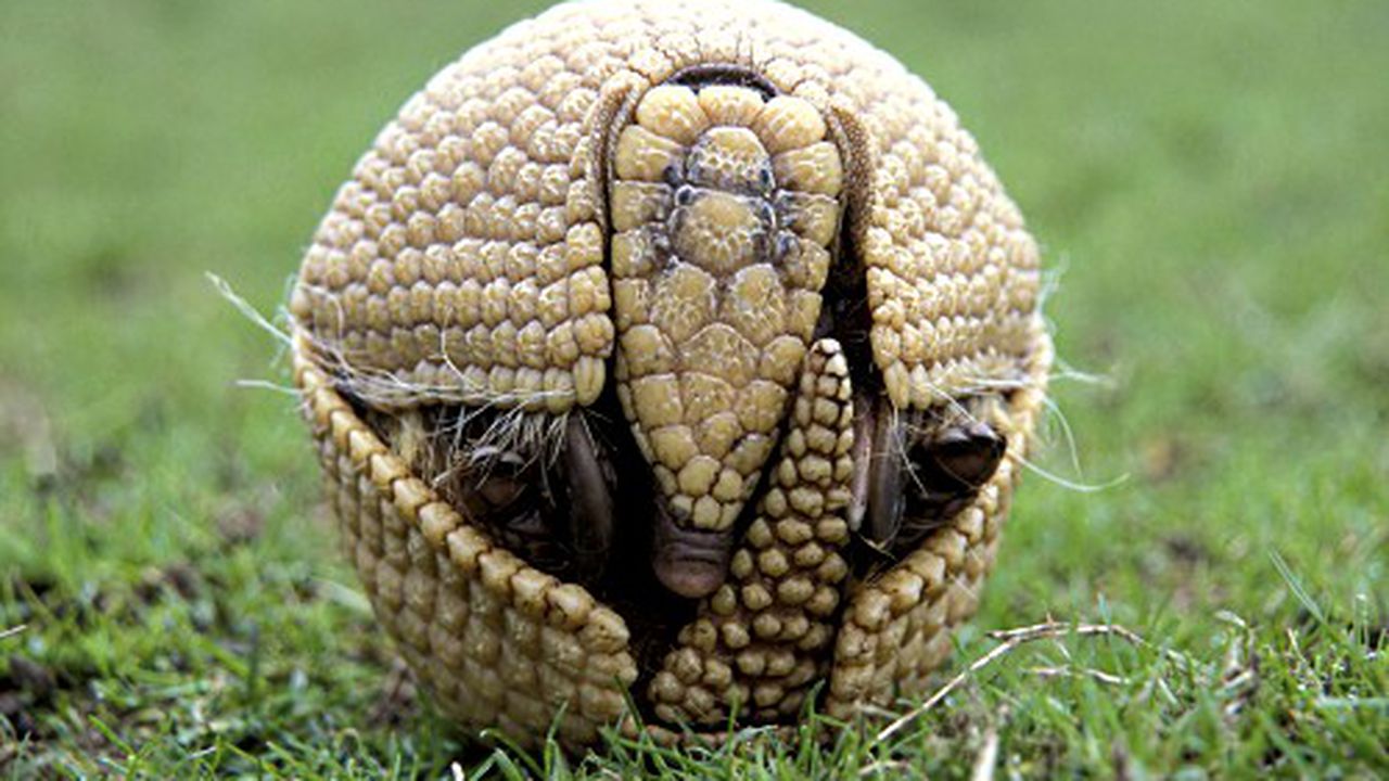 armadillo_87862300