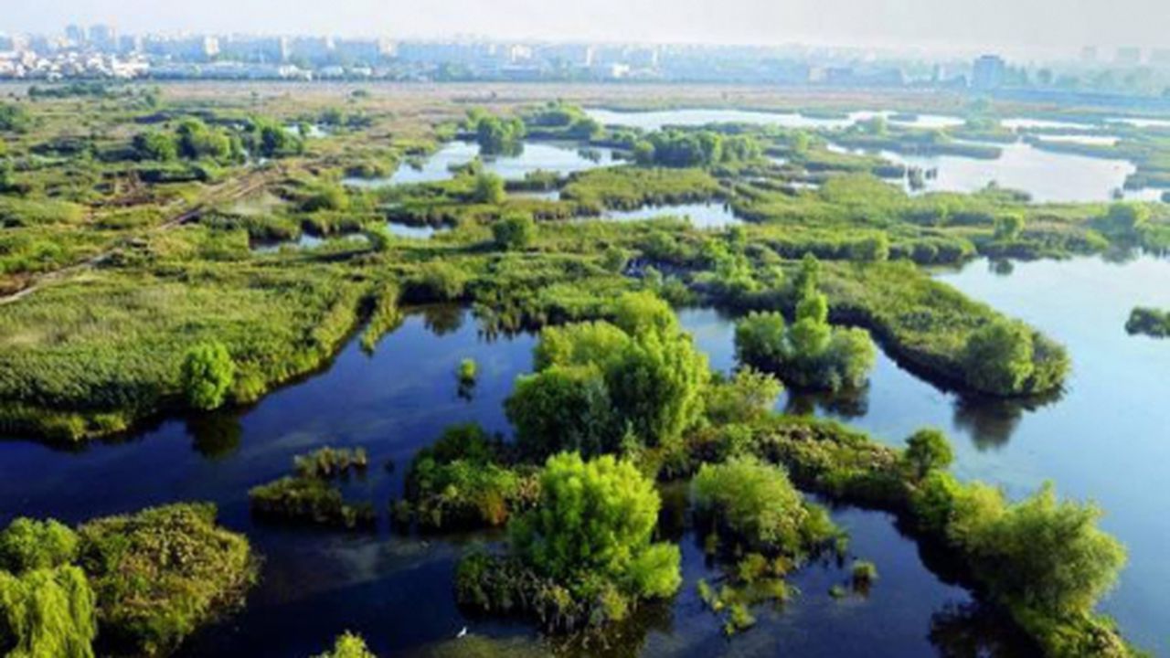 lacul_vacaresti_32133900