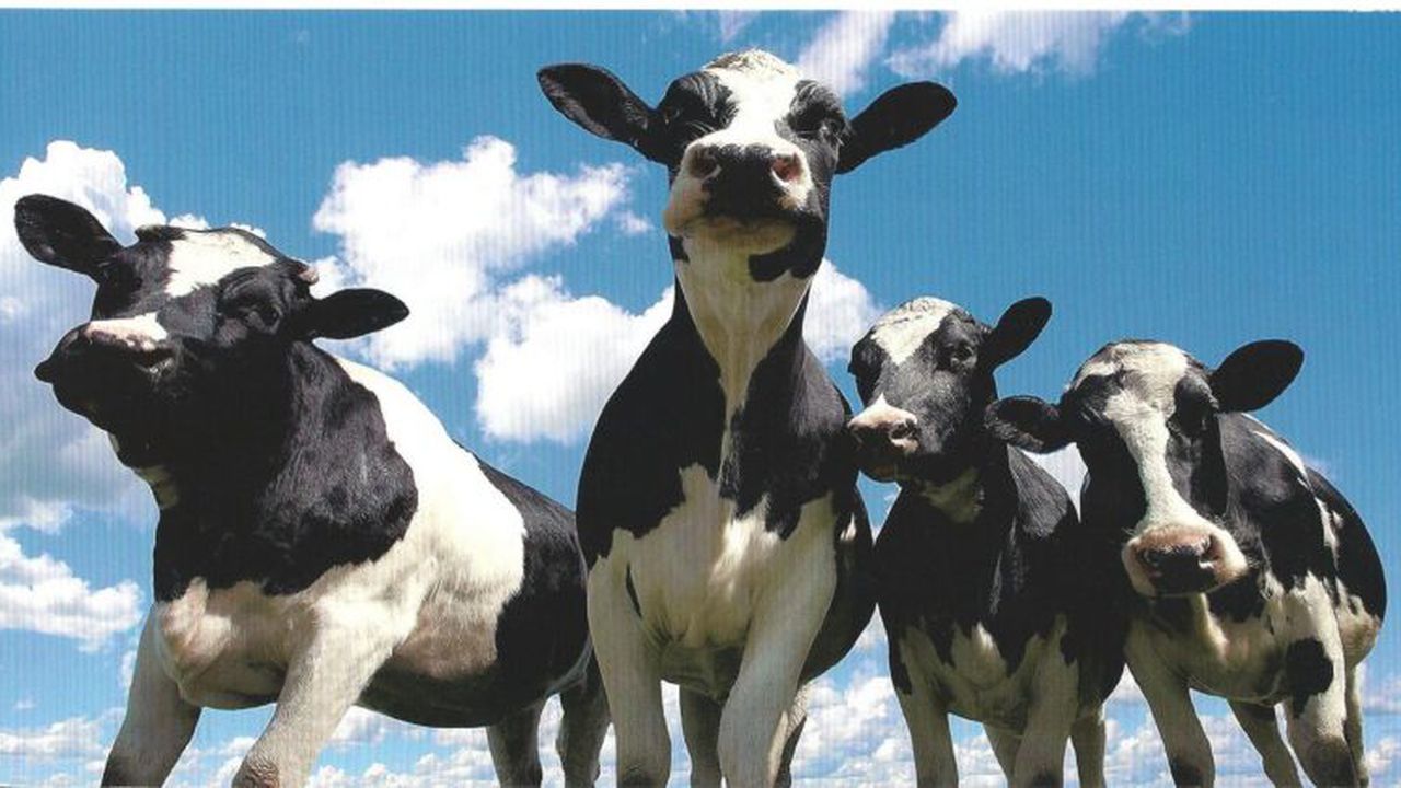 more_cows_001_22333100