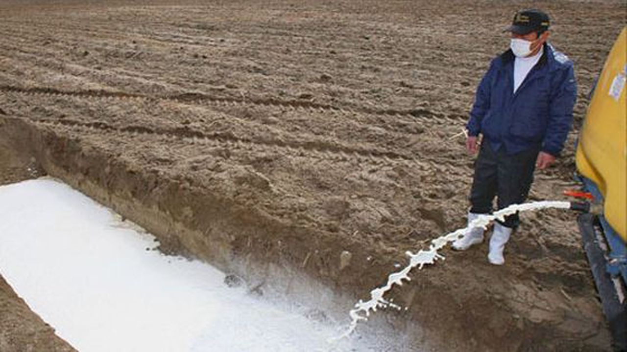 lapte_aruncat_pe_camp_66360400