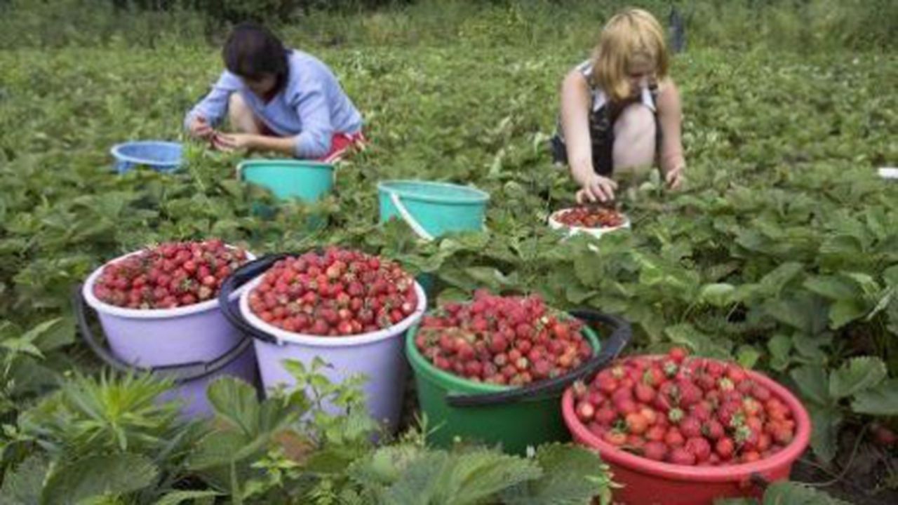 capsunari_spania_68976100_27209800