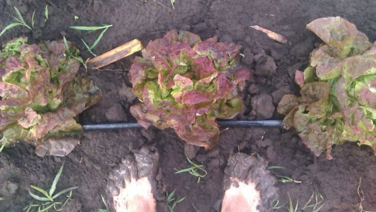 ferma_cosul_de_legume_13904400