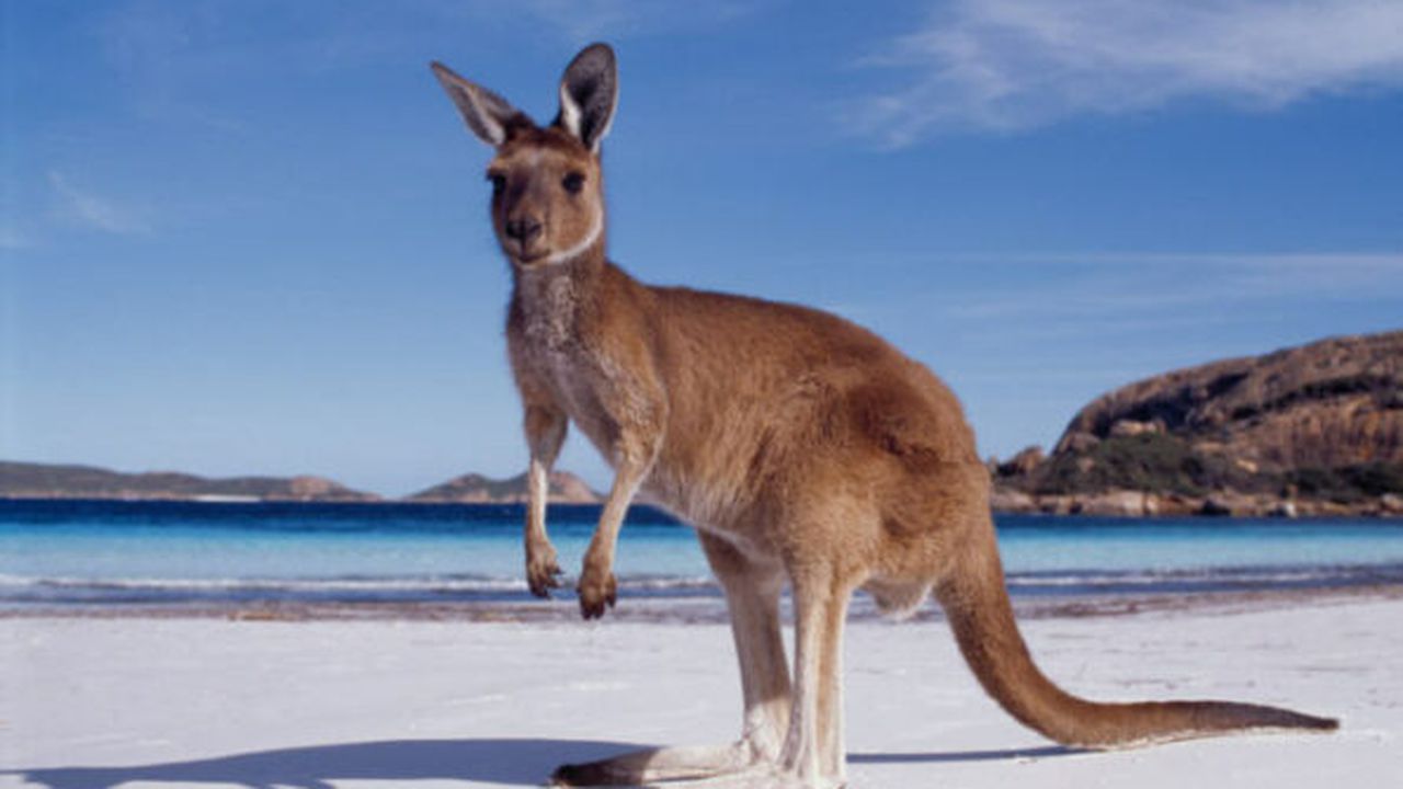 western_australia_kangaroo_beach_74994900