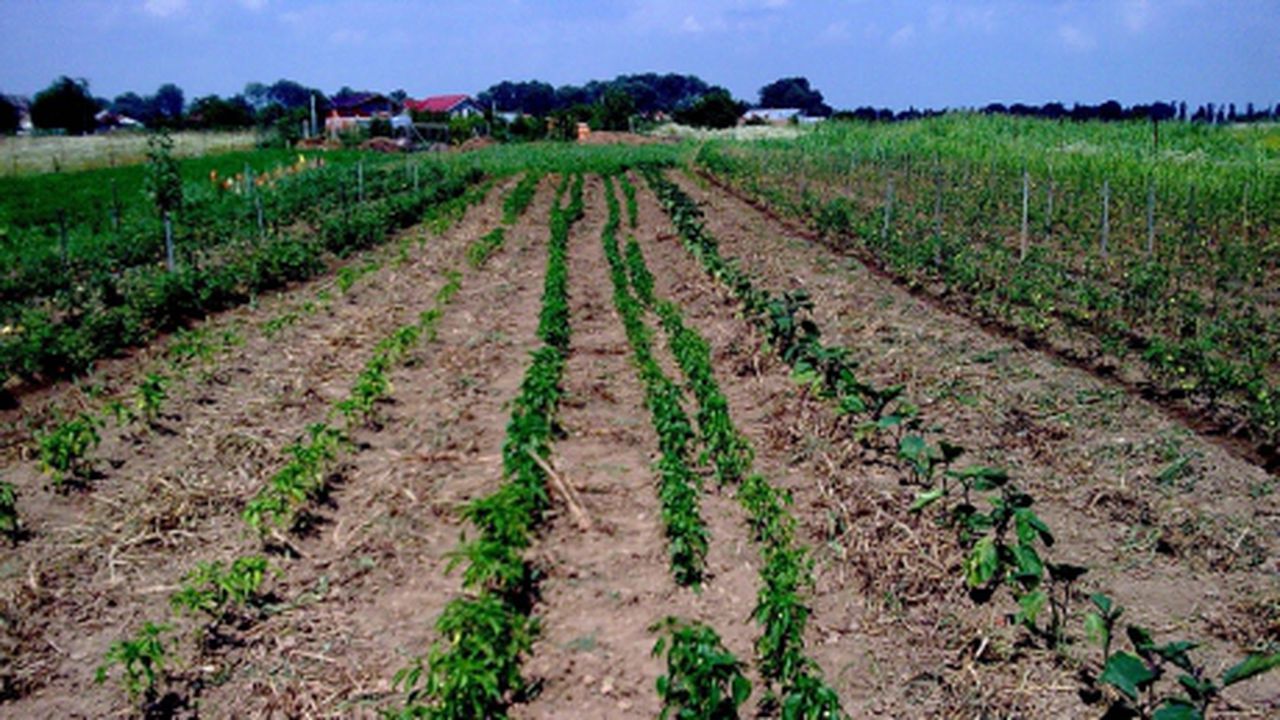 agricultura_30709400