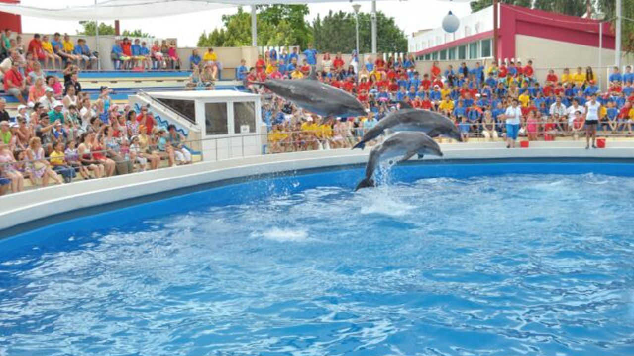 delfinariu32-1370769619_48953300