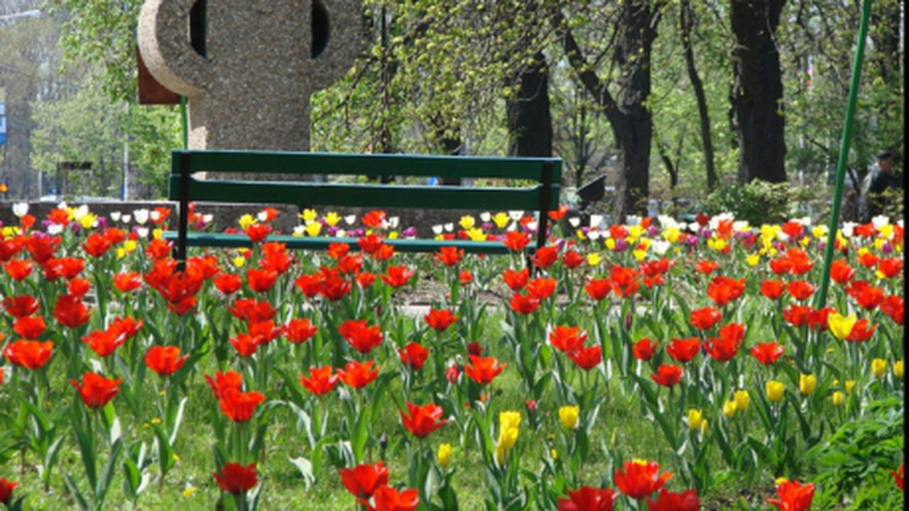 flori_alpab_39638800_45804000