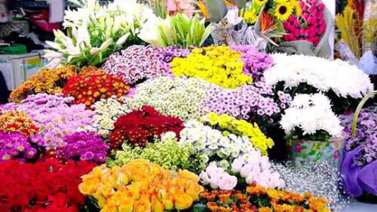 flori_3687864_59803600