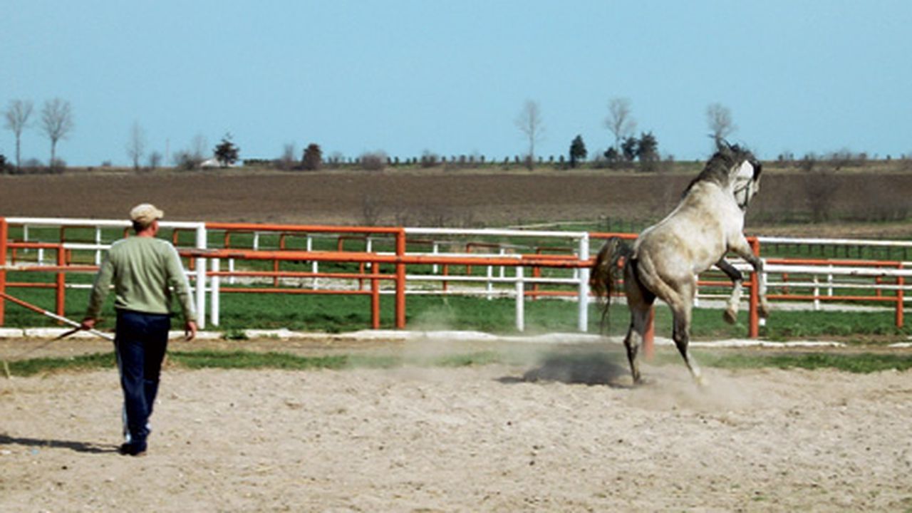 herghelia_mangalia_01148400