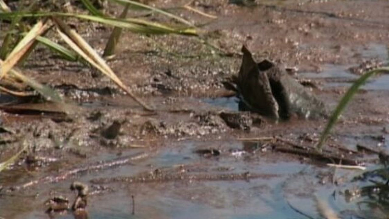 poluare_cu_petrol_23626600