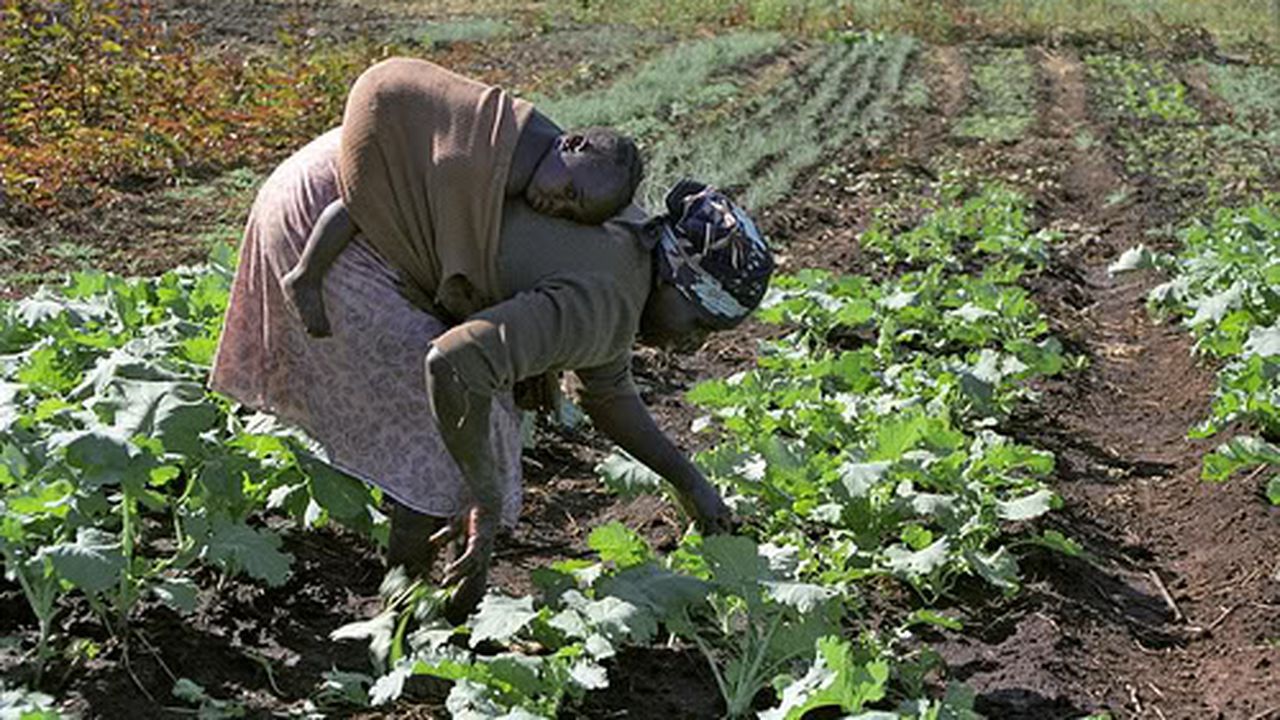 zimbabwe_land_reform_a_success_64434800