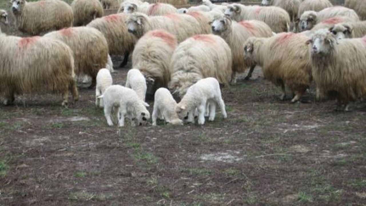 ovine_72881000