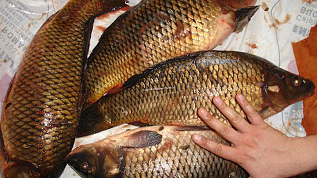 ciorba_de_peste_2_59774900