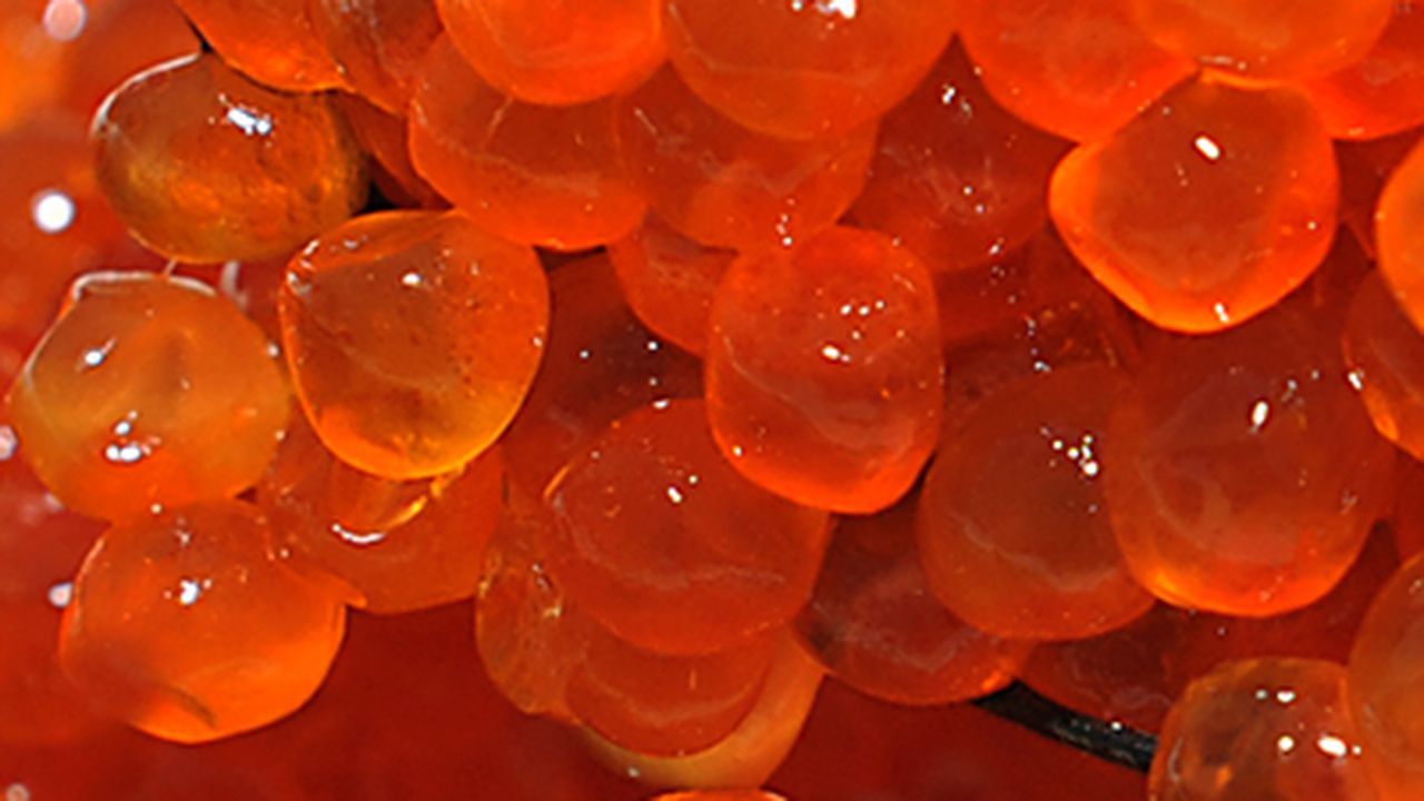 icre_somon_435677899_66059600