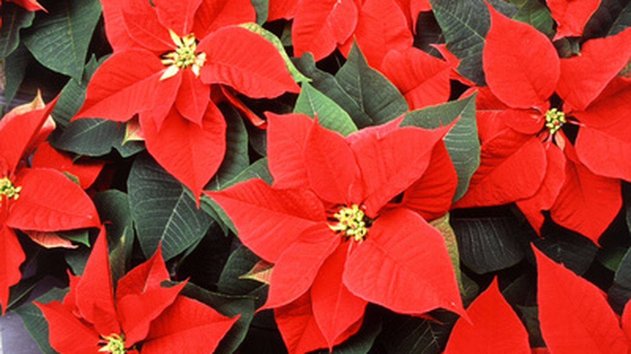 steaua_craciunului_97203900