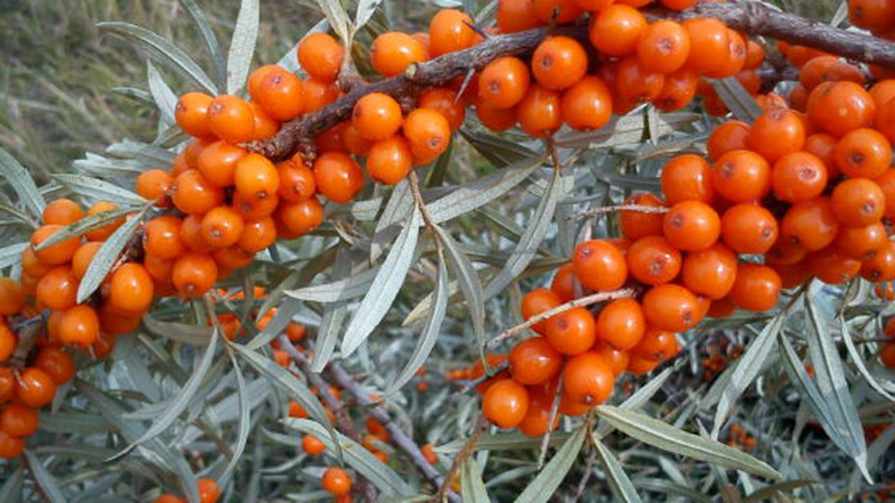 catina4_sursa1_18047800