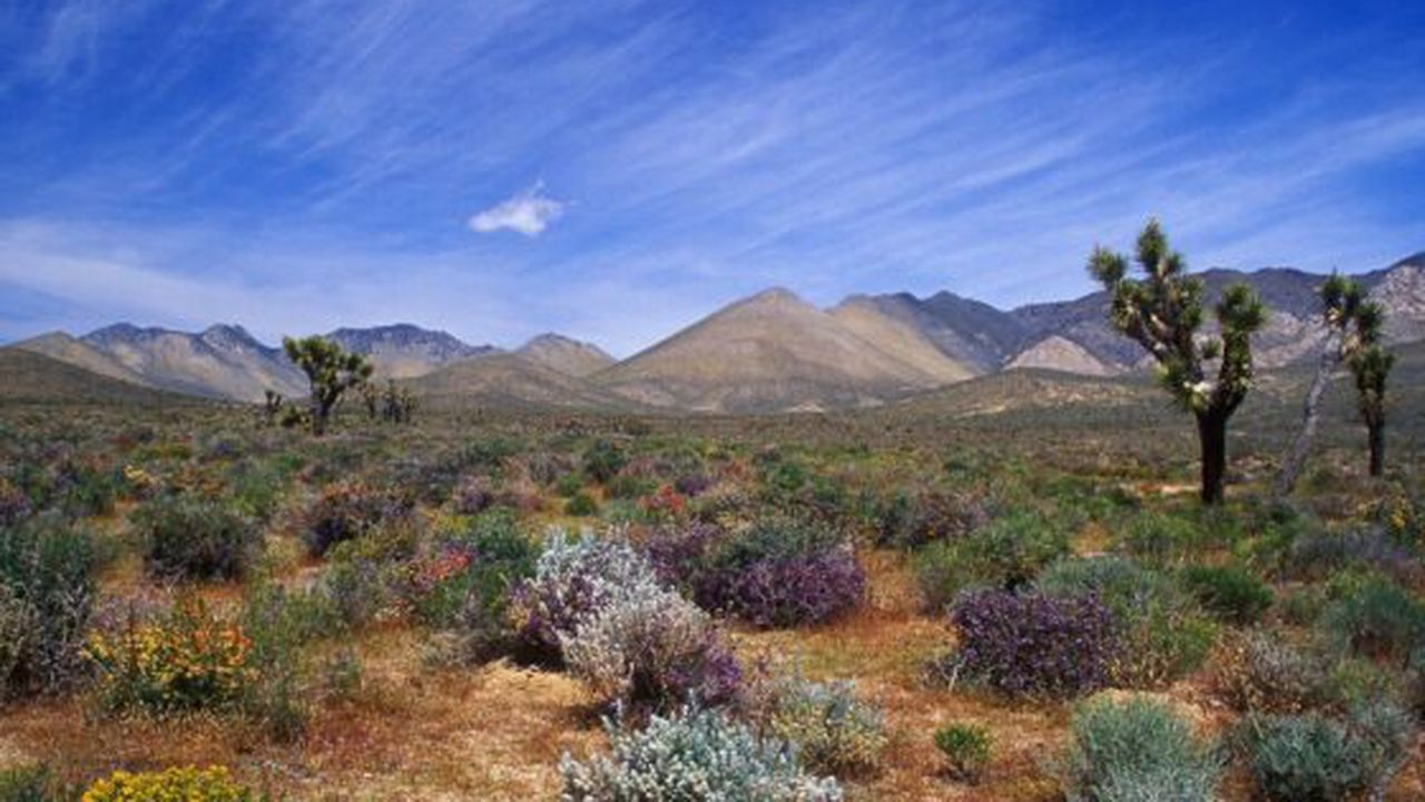 desert_bloom__california_desert_conservation_area_38309000