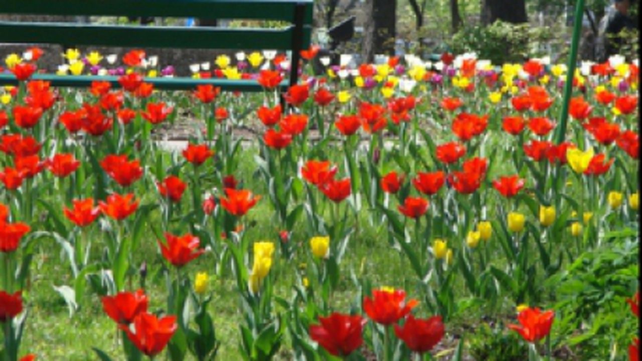 flori_alpab_39638800_45804000_25510700