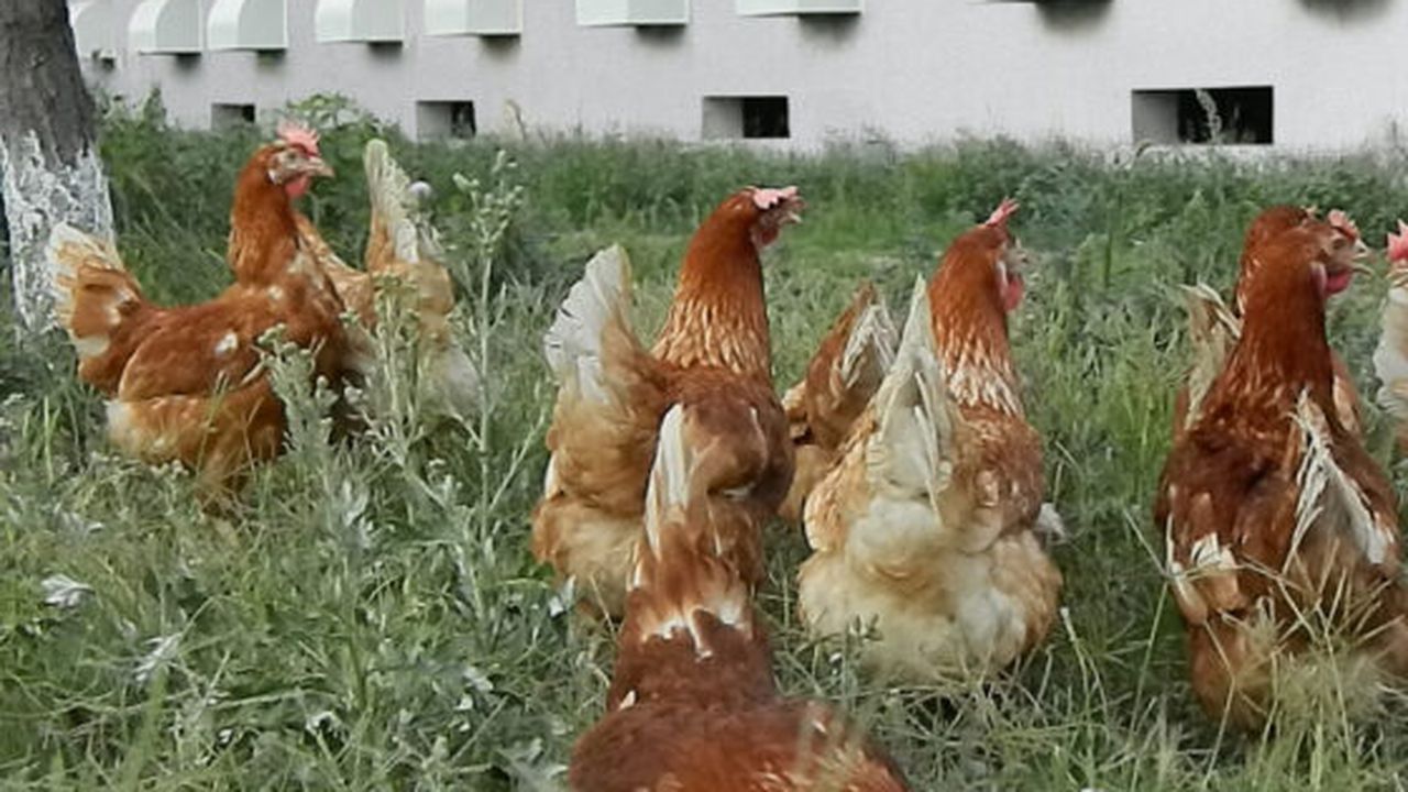 gaini_ouatoare___sistem_free_range_avicola_lumina_13043200