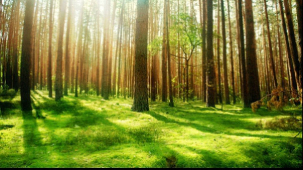 romsilva_84794900_19399700