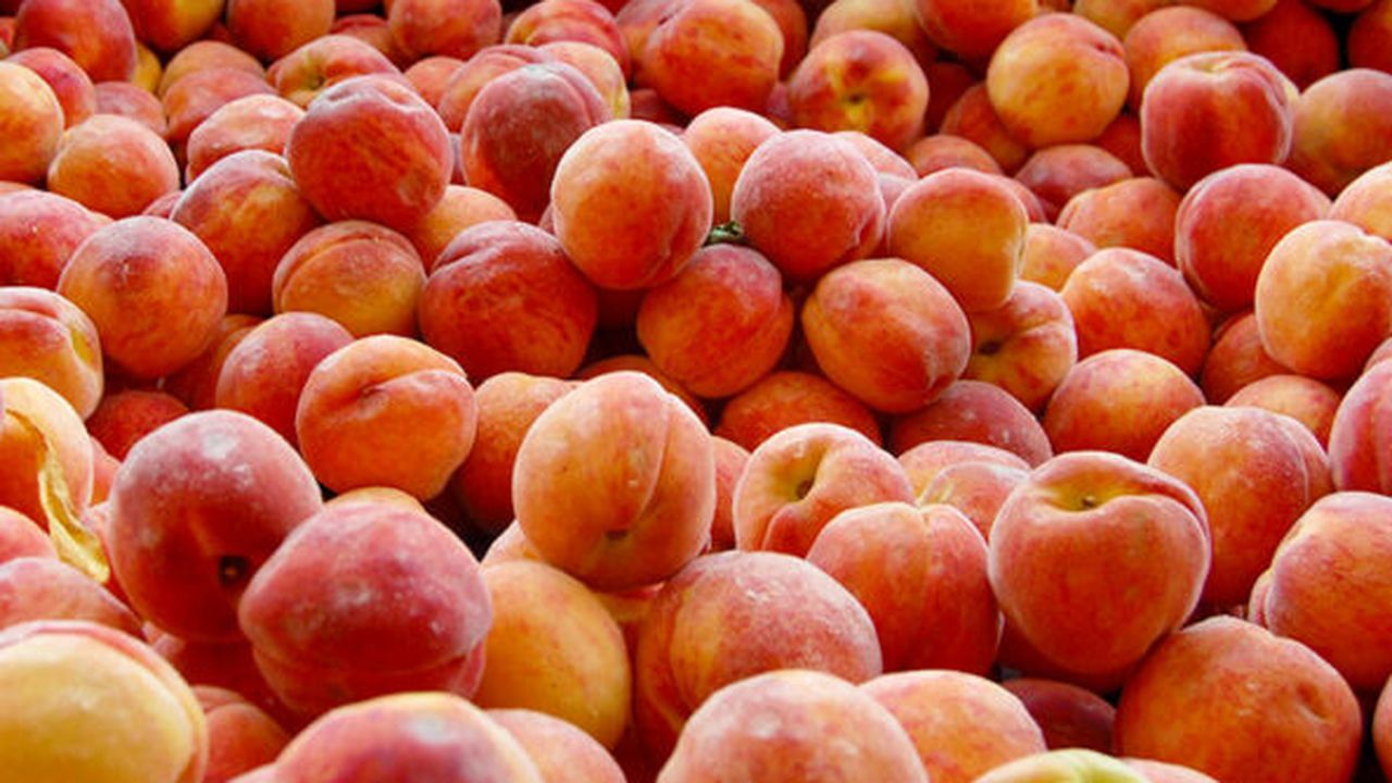 piersici_jerseyland_76663300