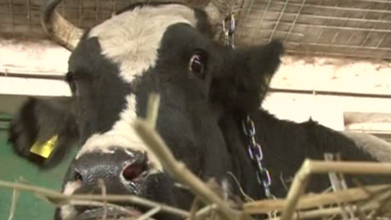 vacuta_36988000_82785800_98020600