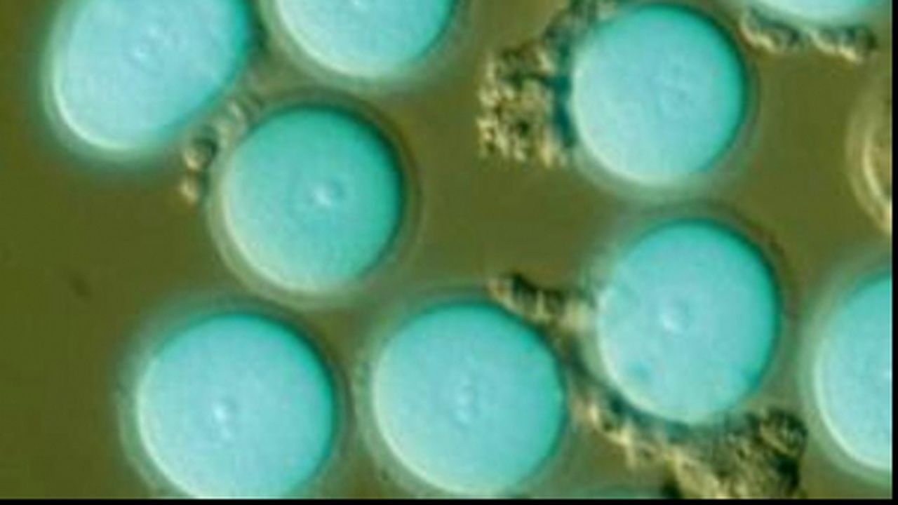 ovule_celule_stem_38829900_06934900