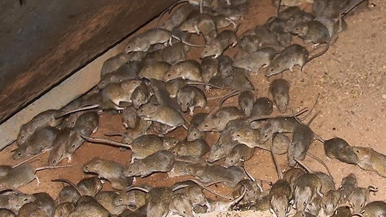 soarece_soboloan_cereale_345678_48290300