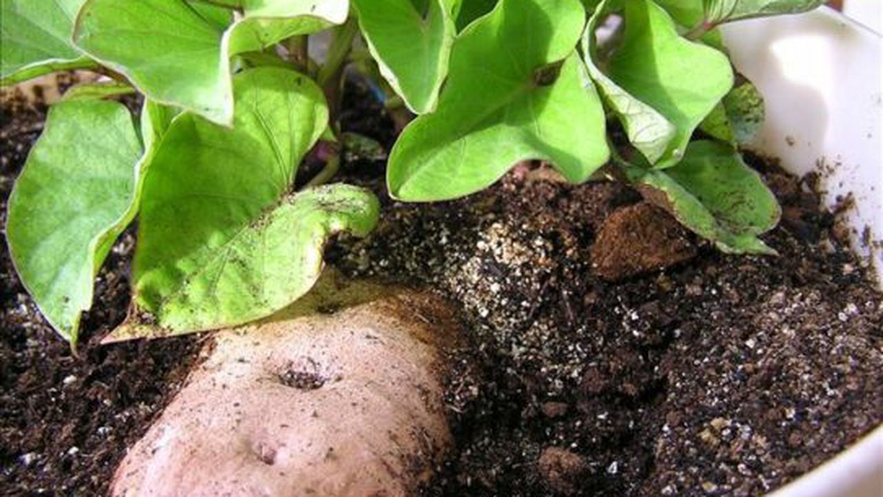 sweet_potato_2_92481300