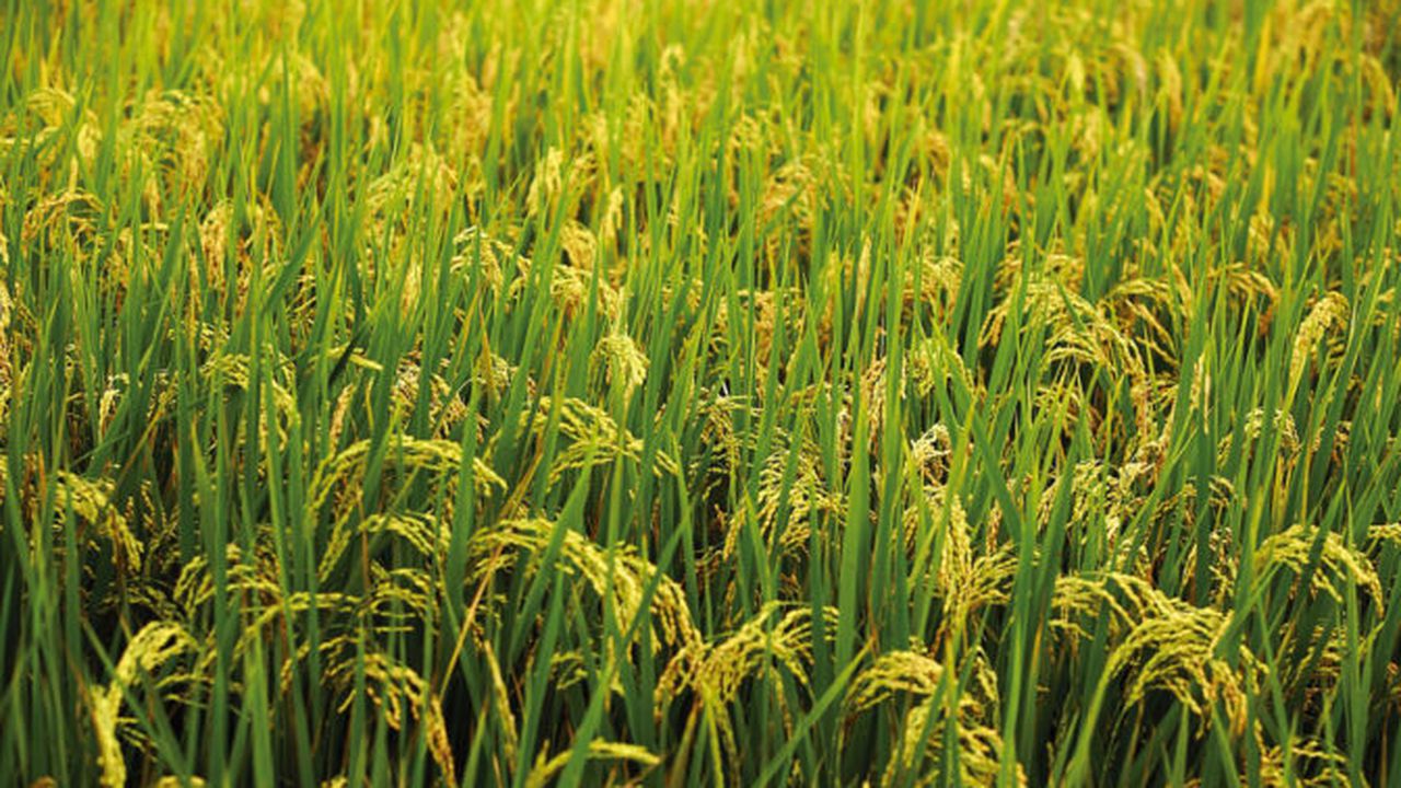 crop_rice_fields_wheat_paddy_abstract_hd_wallpaper_1216096_68310500