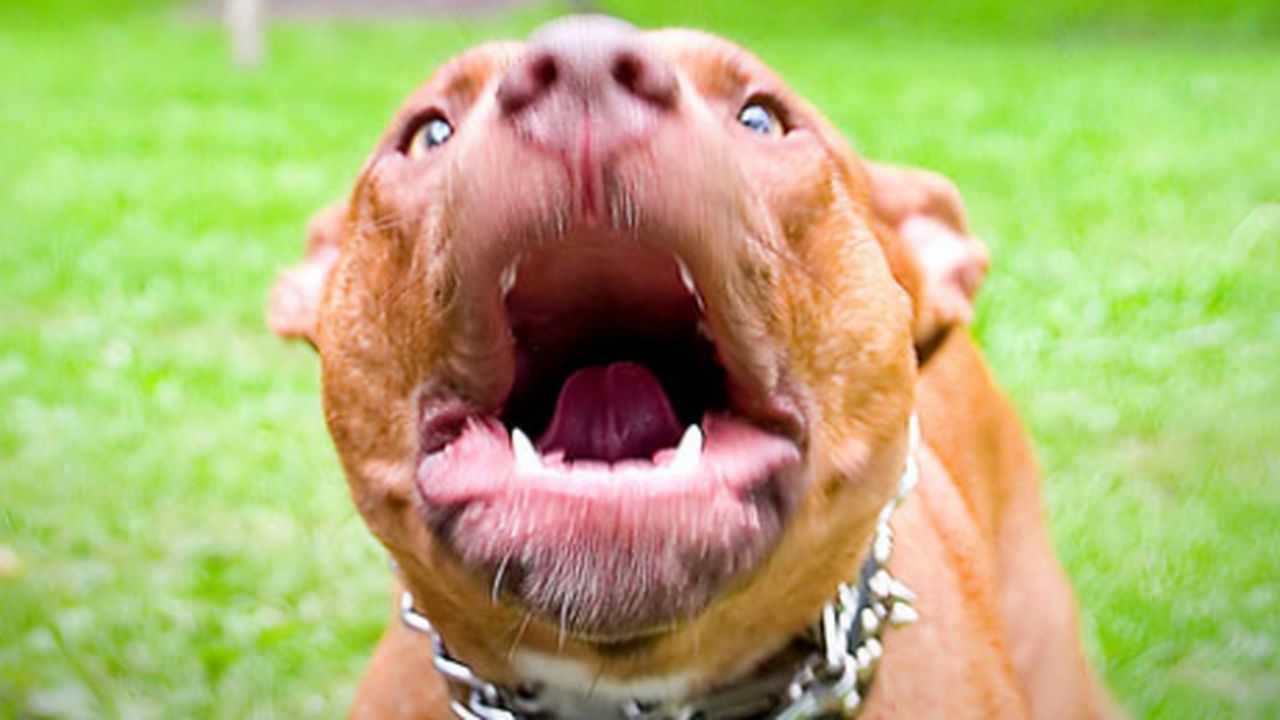 pitbull_5678987_06193700