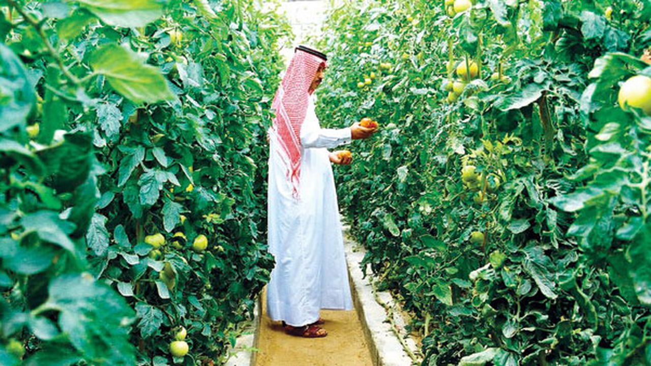 farming_agriculture_qatarisbooming_com__91322700